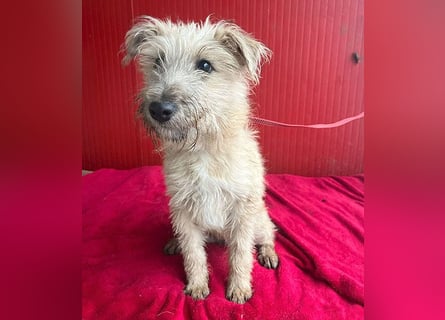 süße kleine MADDIE - 6 Monate, 35cm/6kg - Mischling