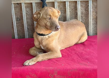 ❤️❤️❤️ pfiffiger kleiner DINGO - 2 Jahre, 40cm/10kg - Mischling