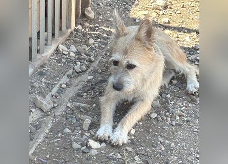 ❤️❤️❤️zarte Hundeseele SZOFI - 4,5 Jahre, 40cm/12kg - Struppi-Mix