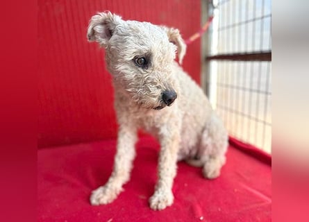 süßer Wuschel-Mix FLUFFY - 2 Jahre, 40cm/11kg