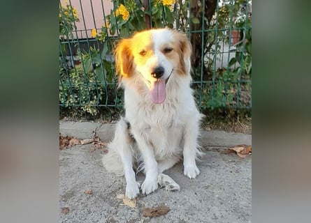 zarte Hundeseele LOTTA - 4 Jahre, 40cm/15kg - Mischling