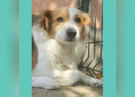 zarte Hundeseele LOTTA - 4 Jahre, 40cm/15kg - Mischling