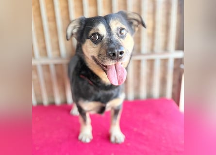 ❤️❤️❤️ kleine Hundeseele RAFFY - 8 Jahre, 36cm/12kg - Mischling