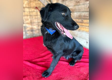 ❤️ liebenswerter LALI - 1,5 Jahre, 38/40cm-12kg  -Mischling