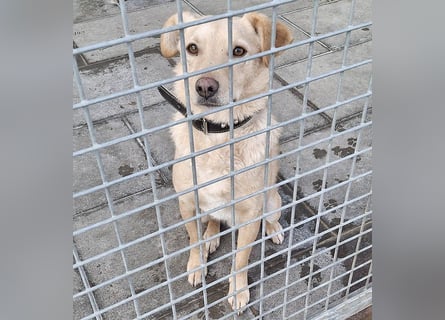 ❤️❤️❤️ liebenswerter FRENKI ging durch die Hölle - 3 Jahre, 42cm - Mischling