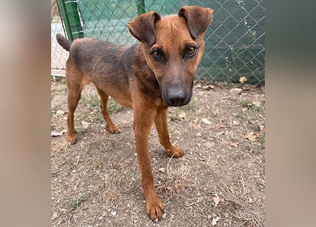 ❤️❤️❤️ kleiner Schatz BERTI - 1,5 Jahre, 38cm/10kg - Pinscher-Mix