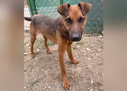❤️❤️❤️ kleiner Schatz BERTI - 1,5 Jahre, 38cm/10kg - Pinscher-Mix