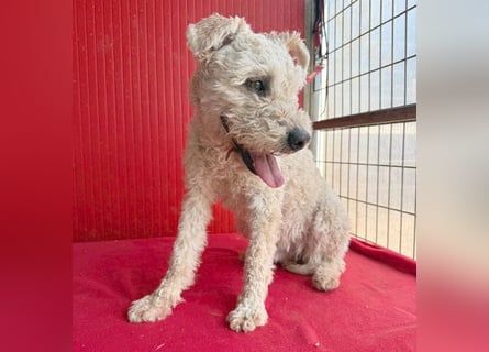 süßer Wuschel-Mix FLUFFY - 2 Jahre, 40cm/11kg