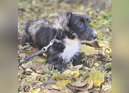 kleiner Struppi-Mix BOGYO - 9 Monate, 35cm