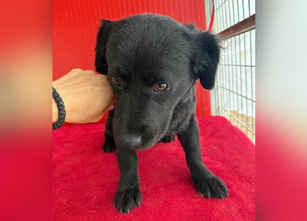 liebenswerte kleine SZISZI - 1,5 Jahre, 35cm/11kg - Mischling