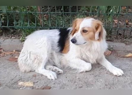 zarte Hundeseele LOTTA - 4 Jahre, 40cm/15kg - Mischling