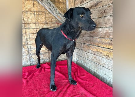 ❤️ liebenswerter LALI - 1,5 Jahre, 38/40cm-12kg  -Mischling