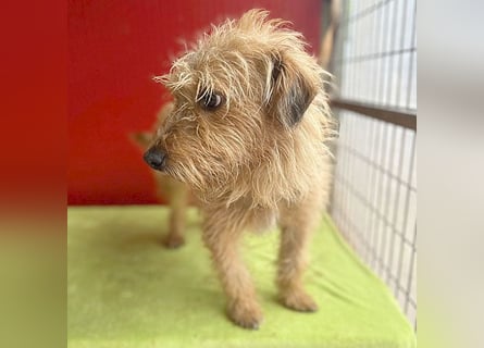 zarte Hundeseele BOGYI - 4 Jahre, 37cm/11kg - Struppi-Mix