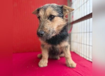 ❤️❤️❤️ liebe kleine Knutschkugel FIFI - 2 Jahre, 35cm-10kg - Mischling