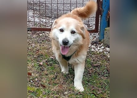 ZUCO - Engel auf 4 Pfoten - 13 Jahre, 40cm - Mischling