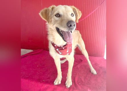 ❤️❤️❤️ liebenswerter FRENKI ging durch die Hölle - 2,5 Jahre, 42cm - Mischling