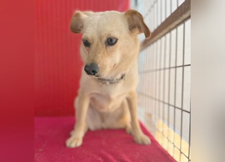 ❤️ zarte Hundeseele TILLY - 2 Jahre, 40cm/9kg - Mischling