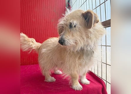 liebe kleine Struppi-Maus MOMO - 9 Jahre, 30cm/9kg