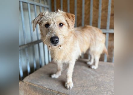 (R) süße Struppi-Hündin PALMA - 10 Monate, 36cm