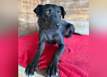 ❤️ liebenswerter LALI - 1,5 Jahre, 38/40cm-12kg  -Mischling