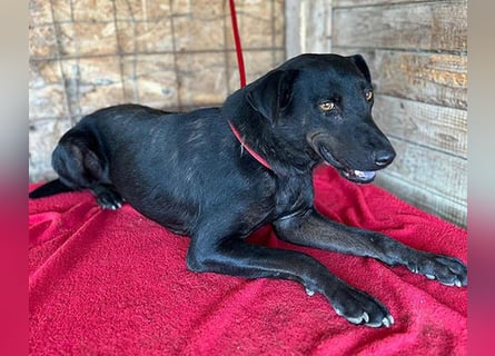 ❤️ liebenswerter LALI - 1,5 Jahre, 38/40cm-12kg  -Mischling