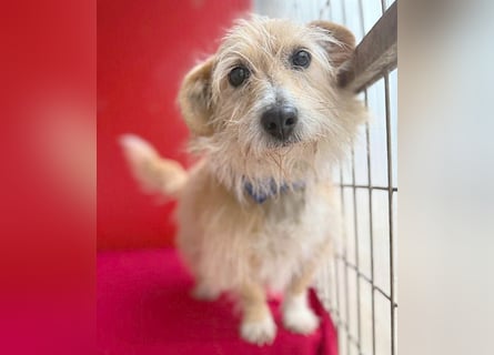 liebe kleine Struppi-Maus MOMO - 9 Jahre, 30cm/9kg