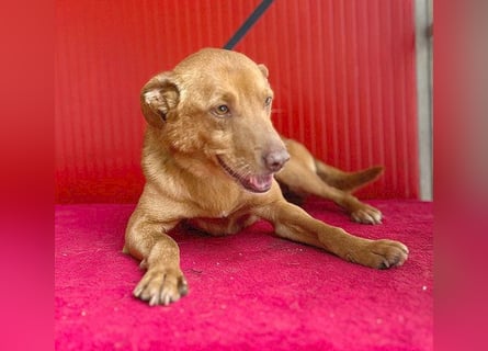 ❤️ pfiffiger kleiner DINGO - 1,5 Jahre, 40cm/10kg - Mischling