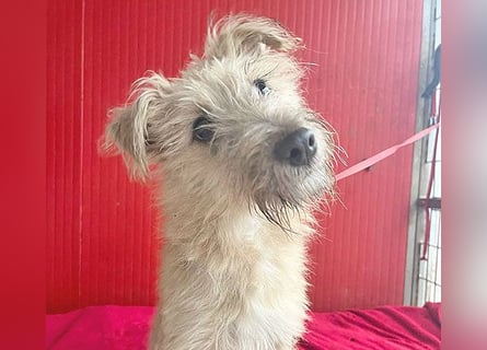 süße kleine MADDIE - 6 Monate, 35cm/6kg - Mischling