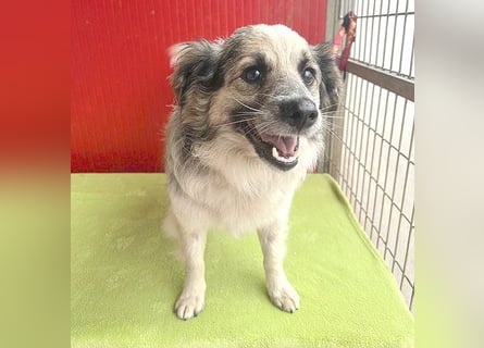 ❤️❤️❤️ kleiner Kuschelbär DUNDI - 6 Jahre, 38cm/9kg - Mischling