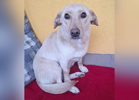 ❤️❤️❤️ hübsche kleine LATTE - 3 Jahre, 32cm/12kg - Mischling