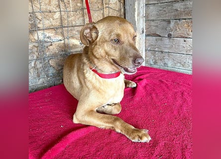 ❤️❤️❤️ pfiffiger kleiner DINGO - 1,5 Jahre, 40cm/10kg - Mischling