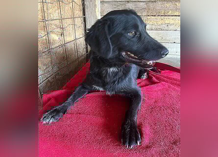 ❤️ liebenswerter LALI - 1,5 Jahre, 38/40cm-12kg  -Mischling