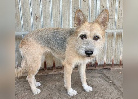 ❤️❤️❤️zarte Hundeseele SZOFI - 4,5 Jahre, 40cm/12kg - Struppi-Mix