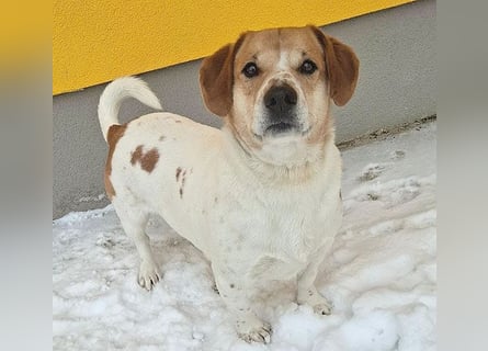 ❤️❤️❤️ knuffiger allerliebster MUFFIN - 4 Jahre, 37cm - Mischling