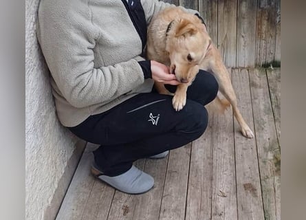 ❤️❤️❤️ liebenswerter FRENKI ging durch die Hölle - 3 Jahre, 42cm - Mischling