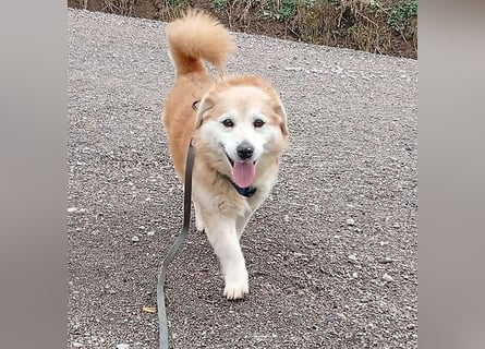 ZUCO - Engel auf 4 Pfoten - 13 Jahre, 40cm - Mischling
