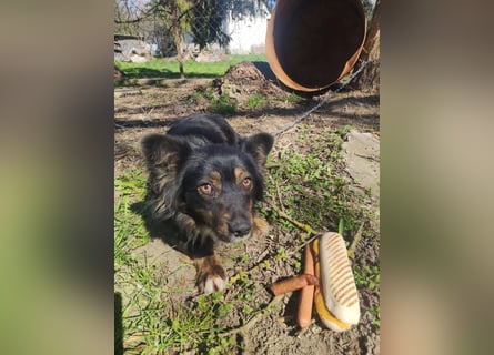 ❤️❤️❤️ liebenswerter kleiner BERRY - 2 Jahre, 32cm/13kg - Mischling