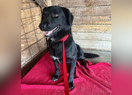 ❤️ liebenswerter LALI - 1,5 Jahre, 38/40cm-12kg  -Mischling