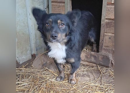 ❤️❤️❤️ liebenswerter kleiner BERRY - 2 Jahre, 32cm/13kg - Mischling