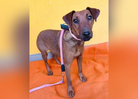 ❤️❤️❤️ ein warmes Nest für MIMI gesucht - 1,5 Jahre, 37cm/8kg - Pinscher-Mix
