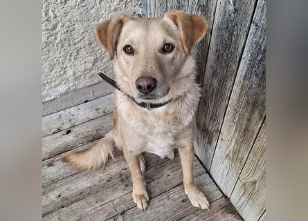 ❤️❤️❤️ liebenswerter FRENKI ging durch die Hölle - 3 Jahre, 42cm - Mischling