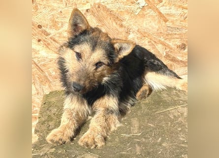 ❤️❤️❤️ liebe kleine Knutschkugel FIFI - 2 Jahre, 35cm-10kg - Mischling