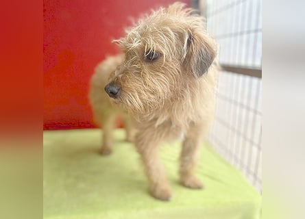 zarte Hundeseele BOGYI - 4 Jahre, 37cm/11kg - Struppi-Mix