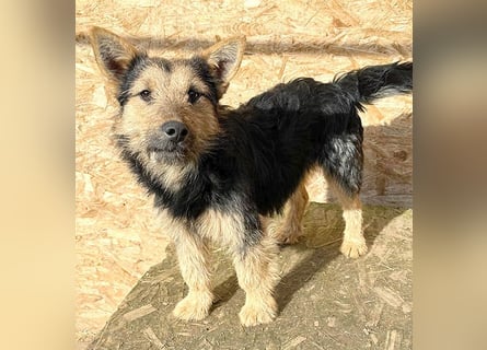 ❤️❤️❤️ liebe kleine Knutschkugel FIFI - 2 Jahre, 35cm-10kg - Mischling