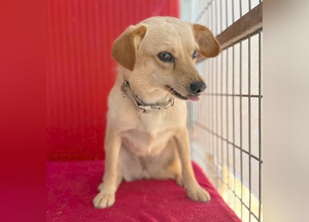 ❤️ zarte Hundeseele TILLY - 2 Jahre, 40cm/9kg - Mischling