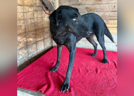 ❤️ liebenswerter LALI - 1,5 Jahre, 38/40cm-12kg  -Mischling