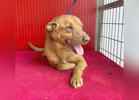 ❤️ pfiffiger kleiner DINGO - 1,5 Jahre, 40cm/10kg - Mischling