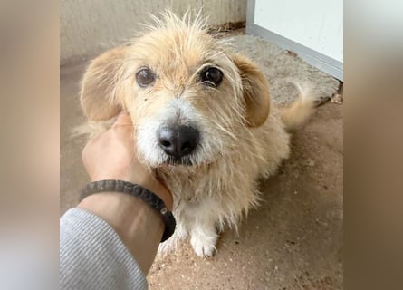 liebe kleine Struppi-Maus MOMO - 9 Jahre, 30cm/9kg