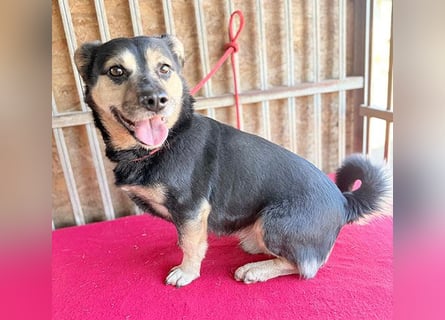 ❤️❤️❤️ kleine Hundeseele RAFFY - 8 Jahre, 36cm/12kg - Mischling