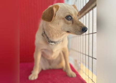 ❤️ zarte Hundeseele TILLY - 2 Jahre, 40cm/9kg - Mischling